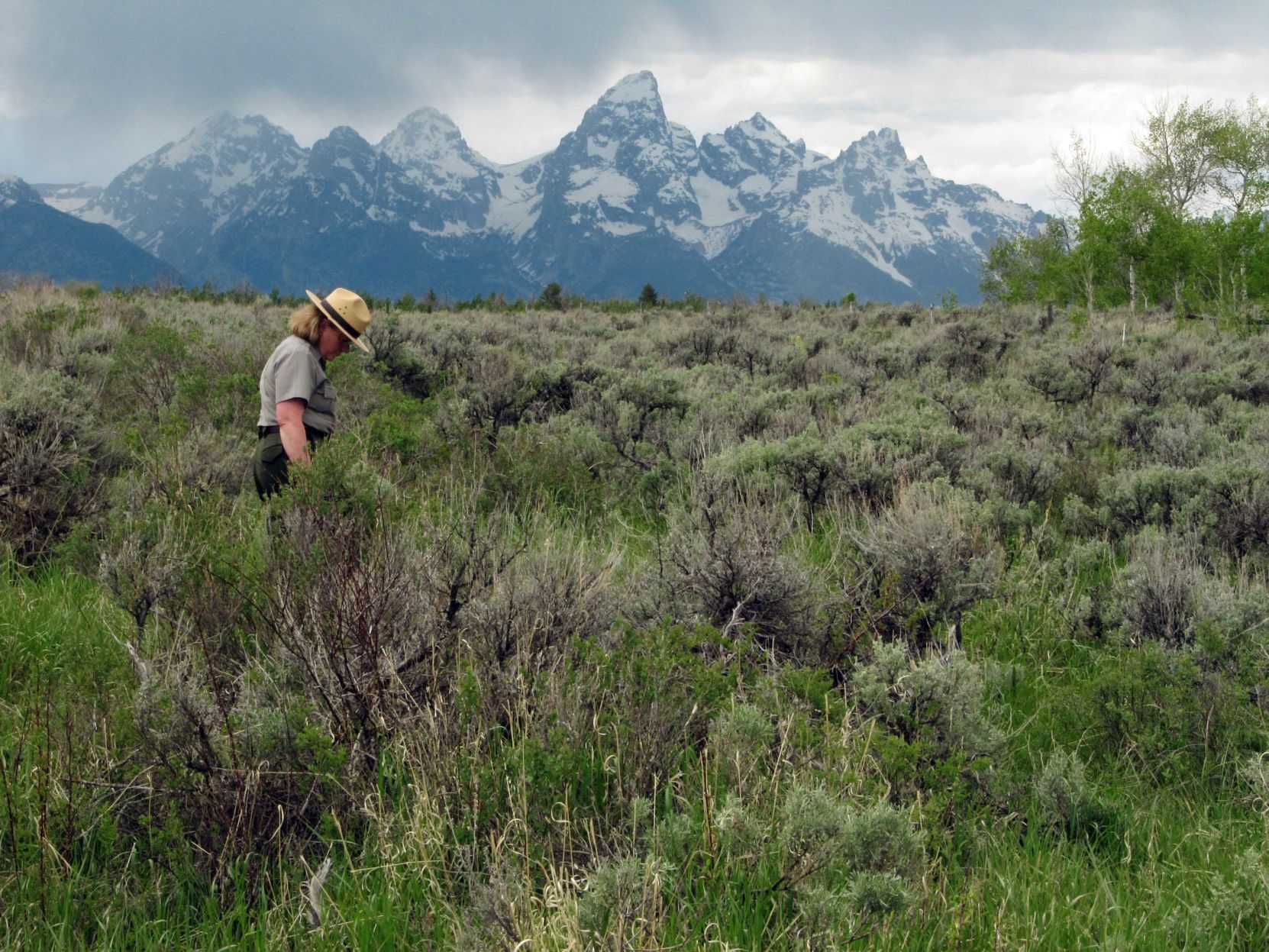 Grand Teton For Sale